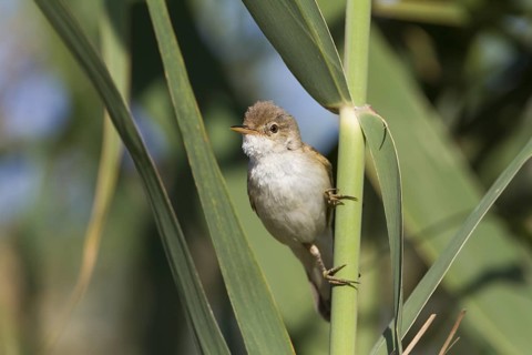 Common Reed Warbler - Teichrohrsänger - Acrocephalus scirpaceus ssp. fuscus, Cyprus