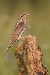Eurasian Wryneck (Jynx torquilla) perched on a stump, Poland