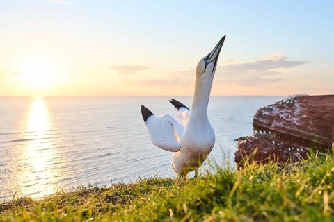 Northern gannet (Morus bassanus) standing on the cliff at sunset with the sea in the background,