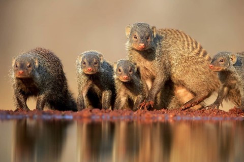 Zebra mongoose (Mungos mungo), adult, group, at the water, drinking, Kruger National Park, Kruger