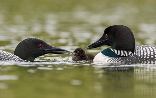 Great Northern Loon (Gavia immer) pair with chick, British Columbia, Canada