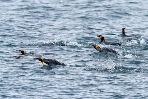 King penguins (Aptenodytes patagonicus), group swimming on the water surface, South Atlantic, South