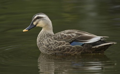 Eastern Spot-billed Duck (Anas zonorhyncha), Japan
