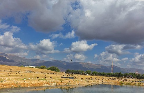 Landscape Oman, Raysut Waste Water Treatment Plant, Tree, Palm, Building, Steppe Eagle, Aquila