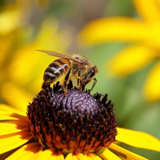 European honey bee (Apis mellifera), collecting nectar from a flower of the yellow coneflower