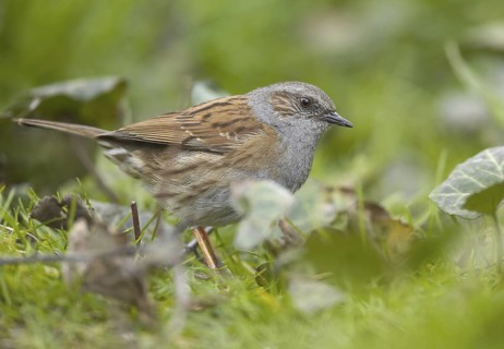 Dunnock (Prunella modularis), Mecklenburg-Western Pomerania, Germany