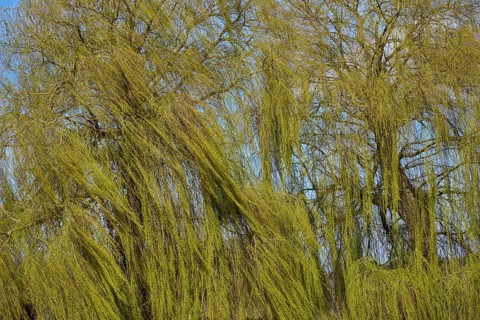 Detailed view of Trauer willows in natural spring green, Triesdorf, Weidenbach, Franconian Lake