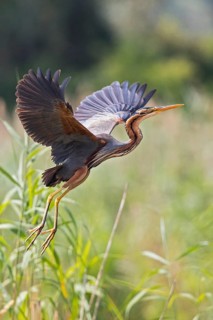 Purple Heron (Ardea purpurea) flying, Baden-Wuerttemberg, Germany