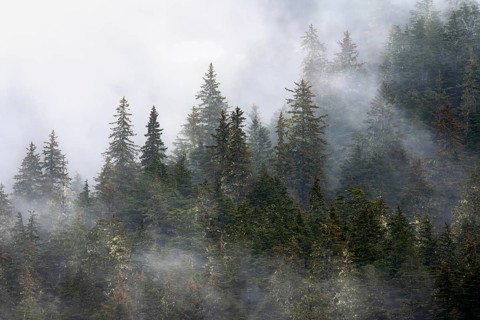 Dense forest on mountain slopes, mystical fog sweeping through the forest, Kenai Fjords National