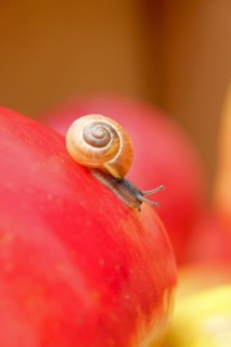 Snail on apple, apple (Malus domestica 'Santana'), An den Dorfwiesen 9, Laußnitz, Saxony, Germany
