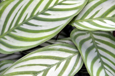 Zebra basket marant, Calathea zebrina, Brazil