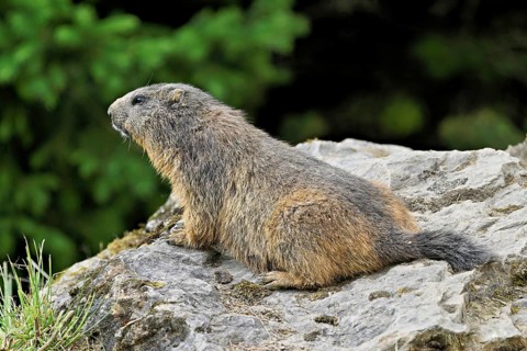 Alpine marmot (Marmota marmota), sitting on rocks, Switzerland