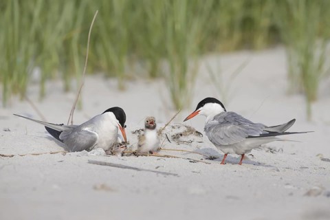 Common Tern (Sterna hirundo) pair with chicks on beach, Massachusetts, USA