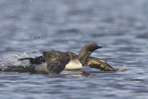 Pacific Loon (Gavia pacifica) mating, Manitoba, Canada