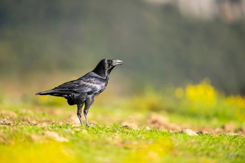 Common raven (Corvus corax) on a flowering meadow in autumn, Pyrenees, Catalonia, Spain