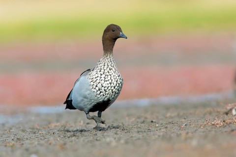Maned Duck (Chenonetta jubata) male, Victoria, Australia