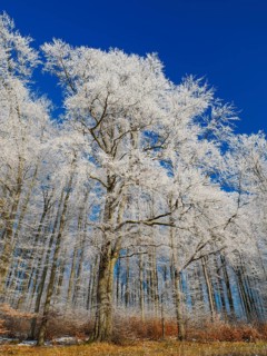 Beech woodland (Fagus sylvatica), covered in hoarfrost against a deep blue sky in winter, beside