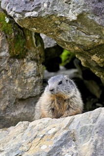 Alpine marmot (Marmota marmota), sitting on rocks, Switzerland