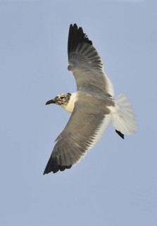 Laughing Gull (Leucophaeus atricilla), Texas, USA