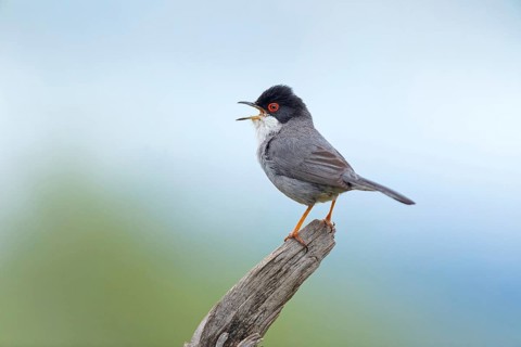 Velvet-headed warbler, (Sylvia melanocephala), Sigvogel, genus of warblers, perch, island of