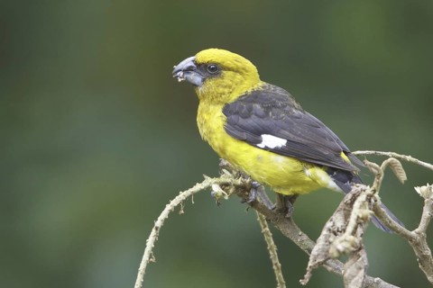 Black-thighed Grosbeak (Pheucticus tibialis), Costa Rica