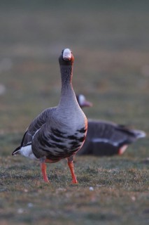 Greater White-fronted Goose (Anser albifrons), North Rhine-Westphalia, Germany