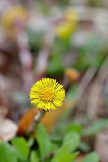 Coltsfoot (Tussilago farfara), close-up of a flower, medicinal plant, early bloomer, spring,