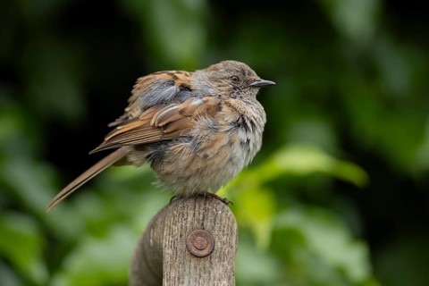 Dunnock or Hedge sparrow (Prunella modularis) adult bird on a garden fork handle, Suffolk, England,