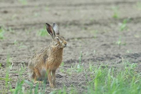 European hare (Lepus europaeus) sitting on a freshly harrowed field, North Rhine-Westphalia,