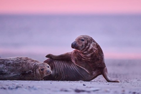 Grey seal (Halichoerus grypus) lying on the beach at sunset, Düne, Helgoland, Schleswig-Holstein,