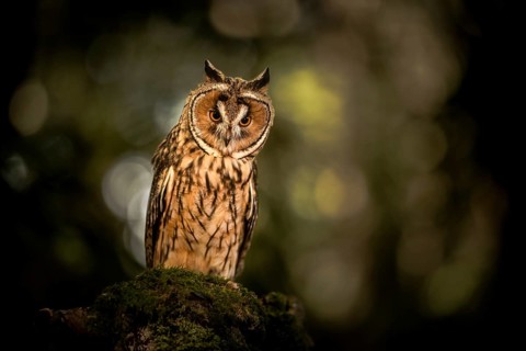 Long-eared Owl (Asio otus) captive, Germany
