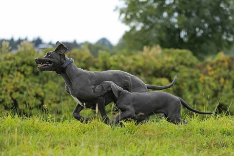 Great Dane, Saupacker, Great Dane