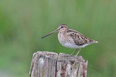 Snipe (Gallinago gallinago), standing on fence posts of a pasture, on moorland, snipe birds,