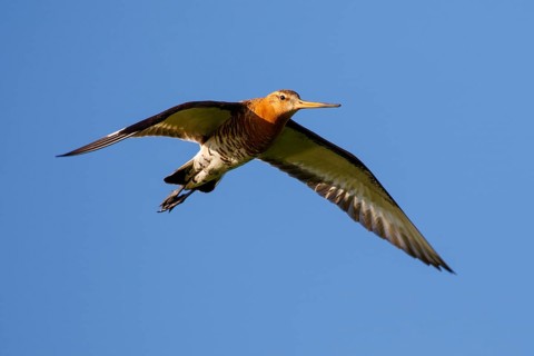 Black-tailed Godwit (Limosa limosa) flying, Netherlands