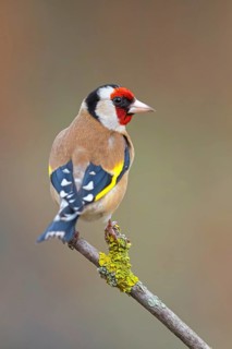 Goldfinch, goldfinch, (Carduelis carduelis), biotope, habitat, foraging, perch, Worms,
