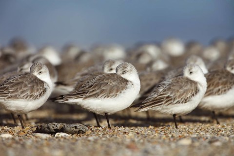 Sanderling (Calidris alba), Florida, USA