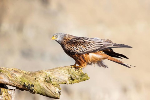 Red Kite (Milvus milvus) Germany