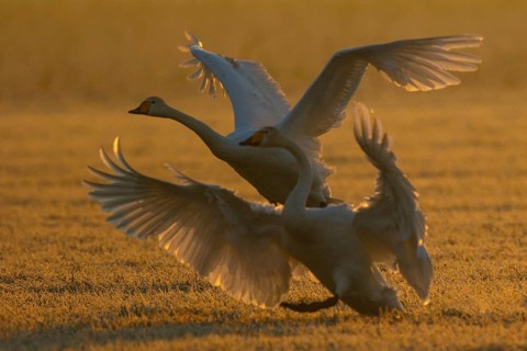 Whooper Swan (Cygnus cygnus) landing North Rhine-Westphalia, Germany