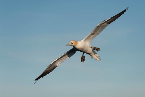 Northern Gannet (Morus bassanus) flying, Schleswig-Holstein, Germany