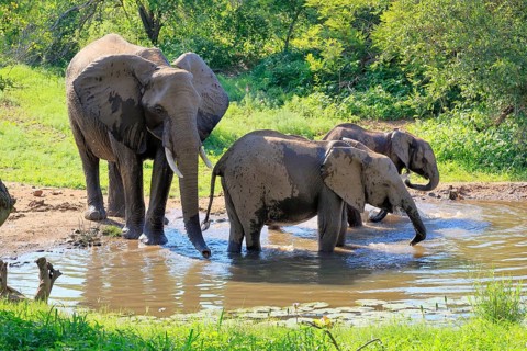 African elephant (Loxodonta africana), adult, female, mother, two calves, by the water, drinking,
