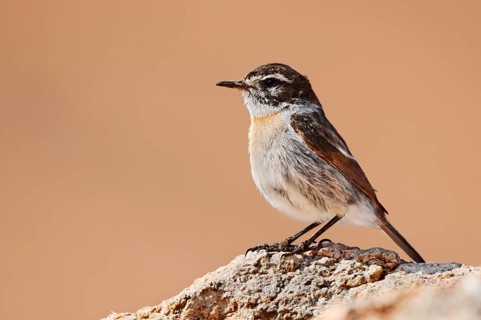 Canary Island Stonechat (Saxicola dacotiae), male, Fuerteventura, Canary Islands, Spain