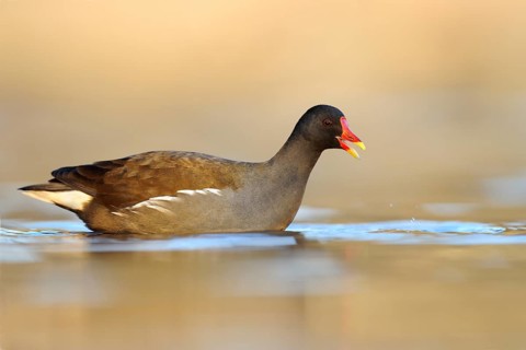 Common Moorhen (Gallinula chloropus), North Rhine-Westphalia, Germany