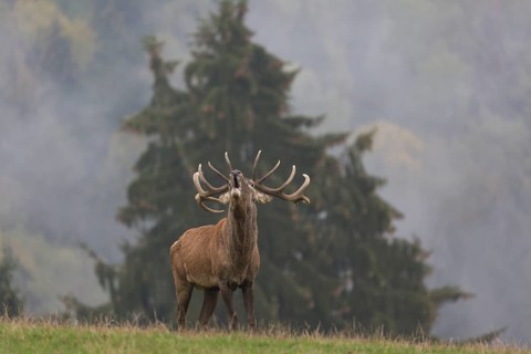 Red Deer buck standing on a meadow in autumn. Fog and trees in the background. Rutting season,