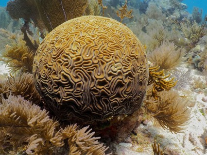 Brain coral (Diploria labyrinthiformis)