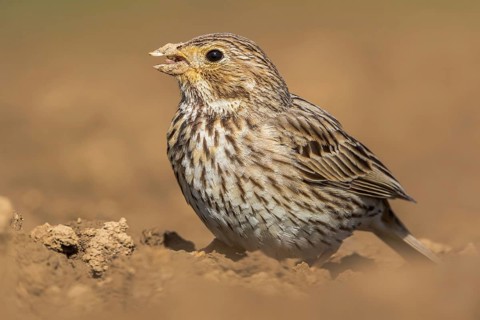 Corn Bunting (Emberiza calandra) in field, Grobnik, Croatia