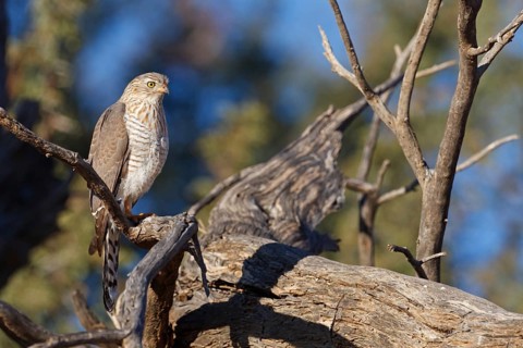 Gabar Goshawk (Micronisus gabar), Northern Cape, South Africa
