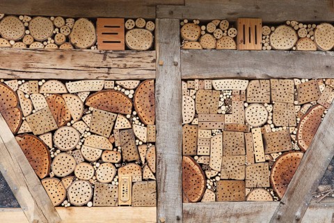 Insect asylum, insect box, an artificial help for nesting and overwintering insects