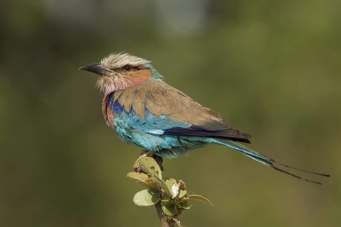 Lilac-breasted Roller (Coracias caudatus), Moremi, Botswana