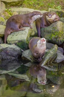 Three oriental small-clawed otter or Asian small-clawed otter (Aonyx cinerea) are standing on a