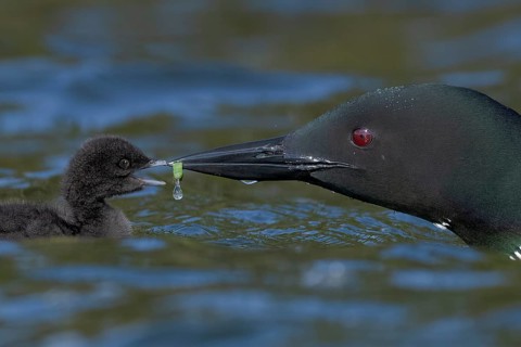 Great Northern Loon (Gavia immer) feeding chick, British Columbia, Canada
